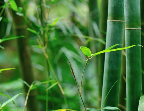 Our commitment: to deliver  the realities, the truth, and the potentials of bamboo