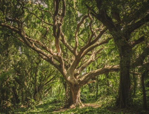 FOREST OFFICIALS ACCUSED OF SWITCHING AGARWOOD