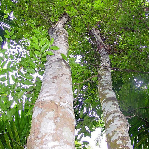 agarwood-tree