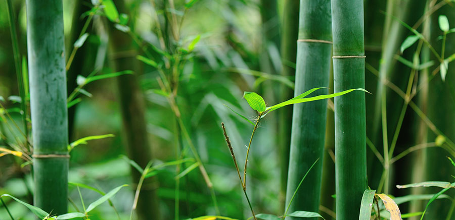 Our commitment: to deliver  the realities, the truth, and the potentials of bamboo